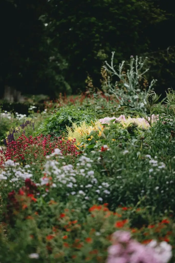 un massif de fleurs varié